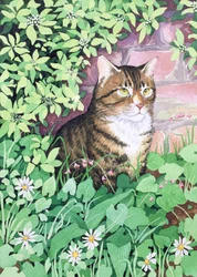 Jackies Katze (Gartendesign)